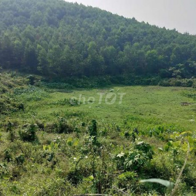 Chính chủ Cần bán 10ha đất rừng 6ha keo 3 năm 4ha keo 2