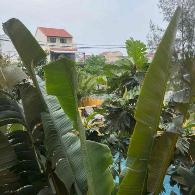 Hoi An Villa for rent - 20 M - 2 beds. Cho thuê villa Hội An giá rẻ