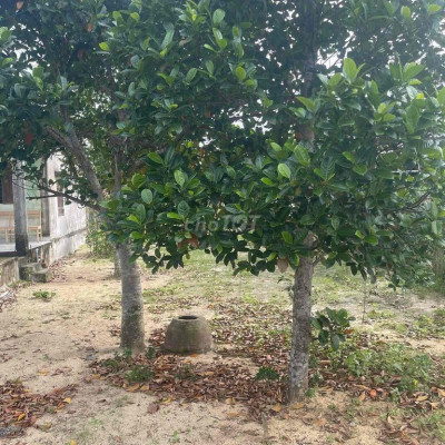 bán lô đất Điện Nam Trung