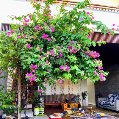 Bán Nhà Mặt Tiền đường Lê Thánh Tông Hội An, Quảng Nam