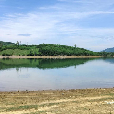 Views trực diện hồ phú Ninh 1350m đất cây lâu năm bám đường bê tông