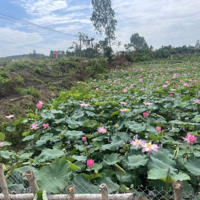 BÁN ĐẤT ĐIỆN TIẾN CÁCH CHỢ LỆ TRẠCH 6KM 180M2 CHỈ 400TR ĐƯỜNG 6M