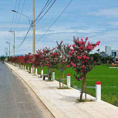 Đất Trường Xuân-Ngay Trung Tâm Tam Kỳ-Ngang 7M -Đã Có Sổ