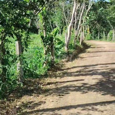 bán đất Vườn  mặt tiền đường bê tông 30m.Diện tích 3600m2 có 300m ont