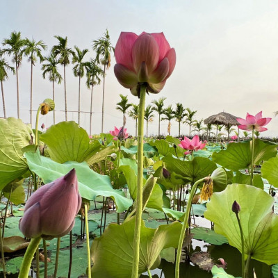 Đất biệt thự ven Hội An 200m2 ngang 10m View sông Thu Bồn chỉ 678tr