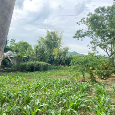 Bán đất nhà vườn Đại Nghĩa