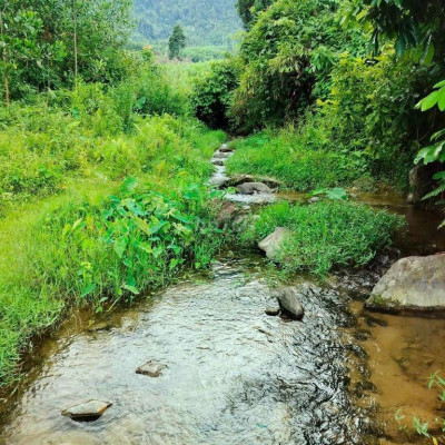 Chính Chủ cần bán vườn 3000m2 có 300 đất ở + 7ha,70.000m2 rừng có keo