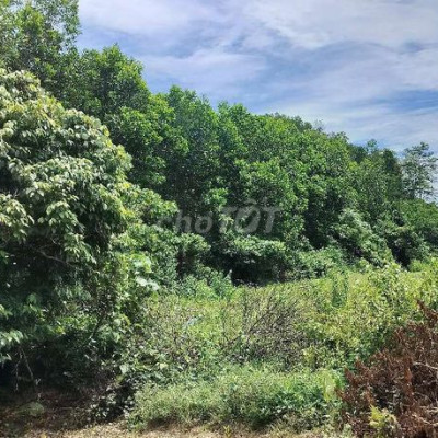 Bán 5 heta rừng sản xuất  tặng keo 4 năm - đất tương đối bằng