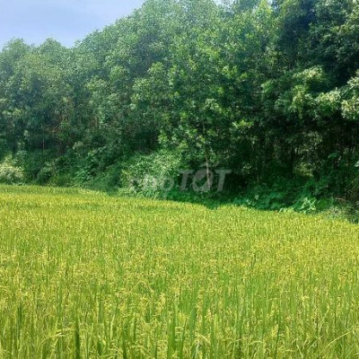 CẦN. BÁN ĐẤT RỪNG VIEWS RUỘNG SÁT DÂN