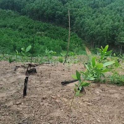 CẦN. BÁN ĐẤT RỪNG 30 ha
+ Vị trí:  Thích hợp trồng cây dược liệu