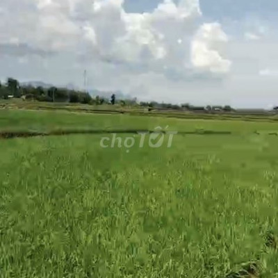 Cần bán lô view cách đồng lúa