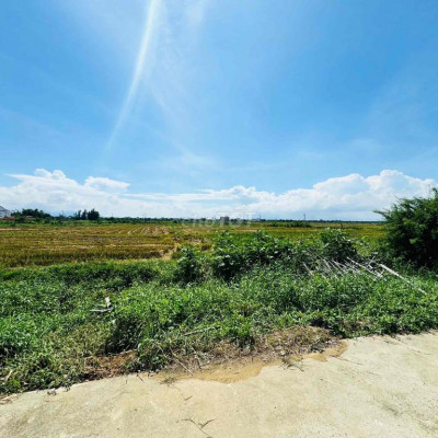 View lúa trải dài 30m làng an mỹ - cẩm châu - tp Hội An