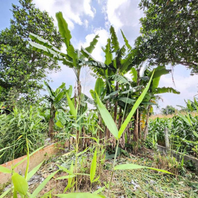 🏡 SIÊU HOT– BÁN ĐẤT MẶT TIỀN ĐƯỜNG DH 12, DUY CHÂU–GIÁ CHỈ 480 TRIỆU 🏡