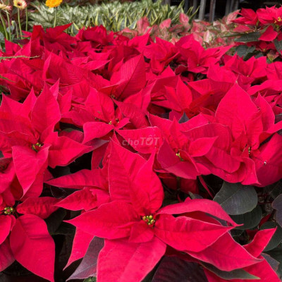 Bán đất tặng dãy trọ 6 phòng rẽ nhất KĐT 1b