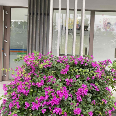 Bán lô đất vườn cắt ra sạch sẽ không mồ mã. Thanh Quýt 2