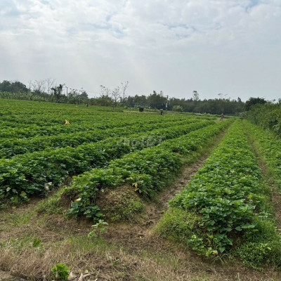 Đất Hội An - View đồng - Đường ô tô thông - Nằm trong khu dân cư - 8xx