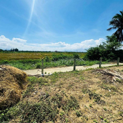 view lúa làng an mỹ , Cẩm châu