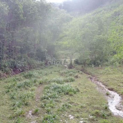 Cần bán 10ha đất rừng sản xuất bám suối lớn  cách đường nhựa 1km
