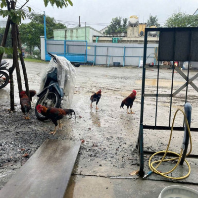 Bán đất điện thắng bắc