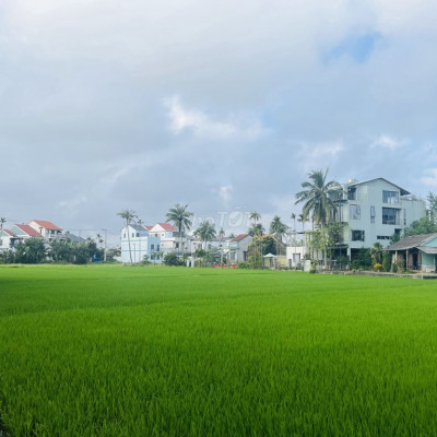 Đất đẹp cánh đồng Cẩm Châu