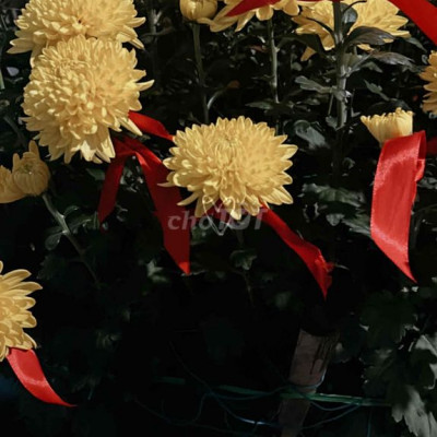 Đất mặt đường lớn trục chính