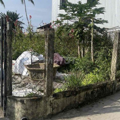 Betong 3m đường thông khu An My Cẩm Châu sát lúa