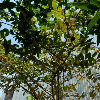 Cần Bán Nhà Cấp 4 Đường Nguyễn Hoàng