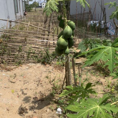 Gấp bán lô đất đẹp mặt tiền đường sát biển điện Dương