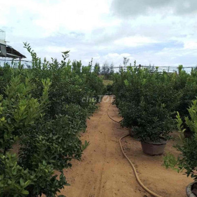 lô đất biệt thự vuông vứt