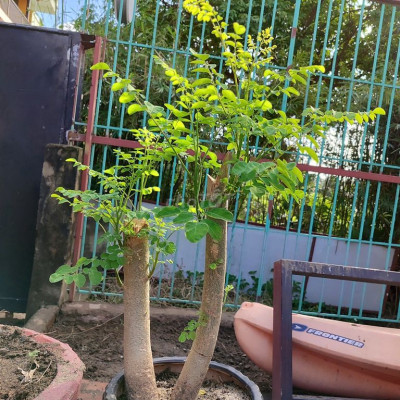 Bán 480m đất thổ cư ở Điện Phương - 2,4 tỷ