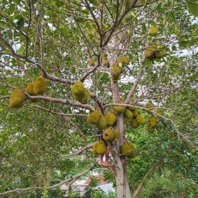 Chủ kẹt tiền. Bán đất 450 triệu. Giá rẻ bất ngờ