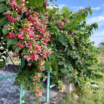 Bán đất tặng nhà sát bên Đại học Việt Hàn, làng Đại học Đà Nẵng