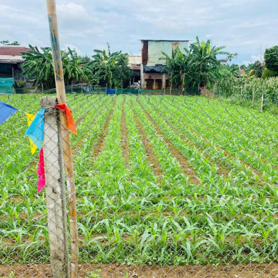 Sập hầm chưa đến 1tr4/1m2 đất Đại Lộc