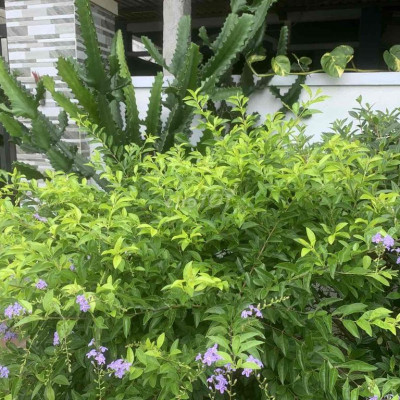 257M2, NGANG ĐẸP 9.5M, NGAY NGÃ 4, TẶNG NHÀ CHỈ 3.8 TỶ ĐỒNG NÀ, HỘI AN