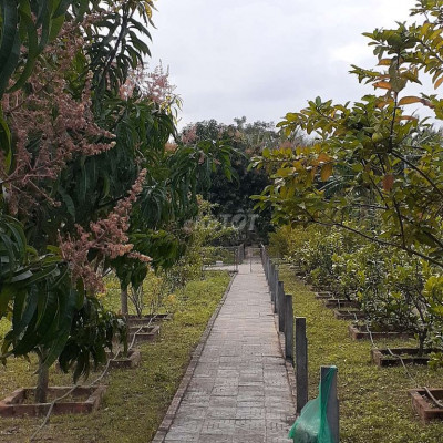 Bán lô nhà vườn đẹp