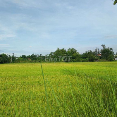 Đất cẩm kim view lúa chính chủ