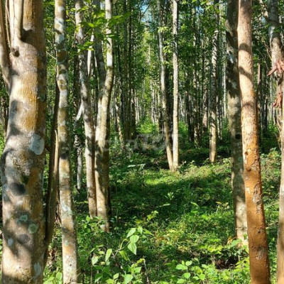 Rừng Gió bầu 20 năm cần tìm chủ