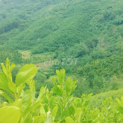 Hàng khủng 60ha Có keo 2 năm 15ha. Keo-4 năm 35ha đường x tải xe máy